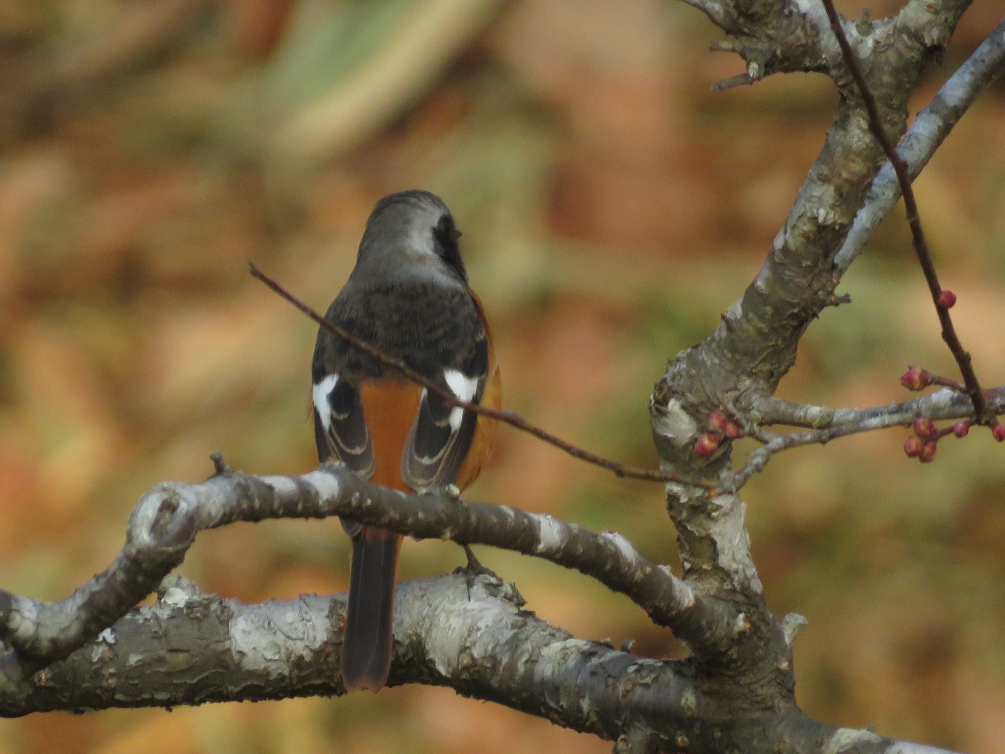 Daurian Redstart