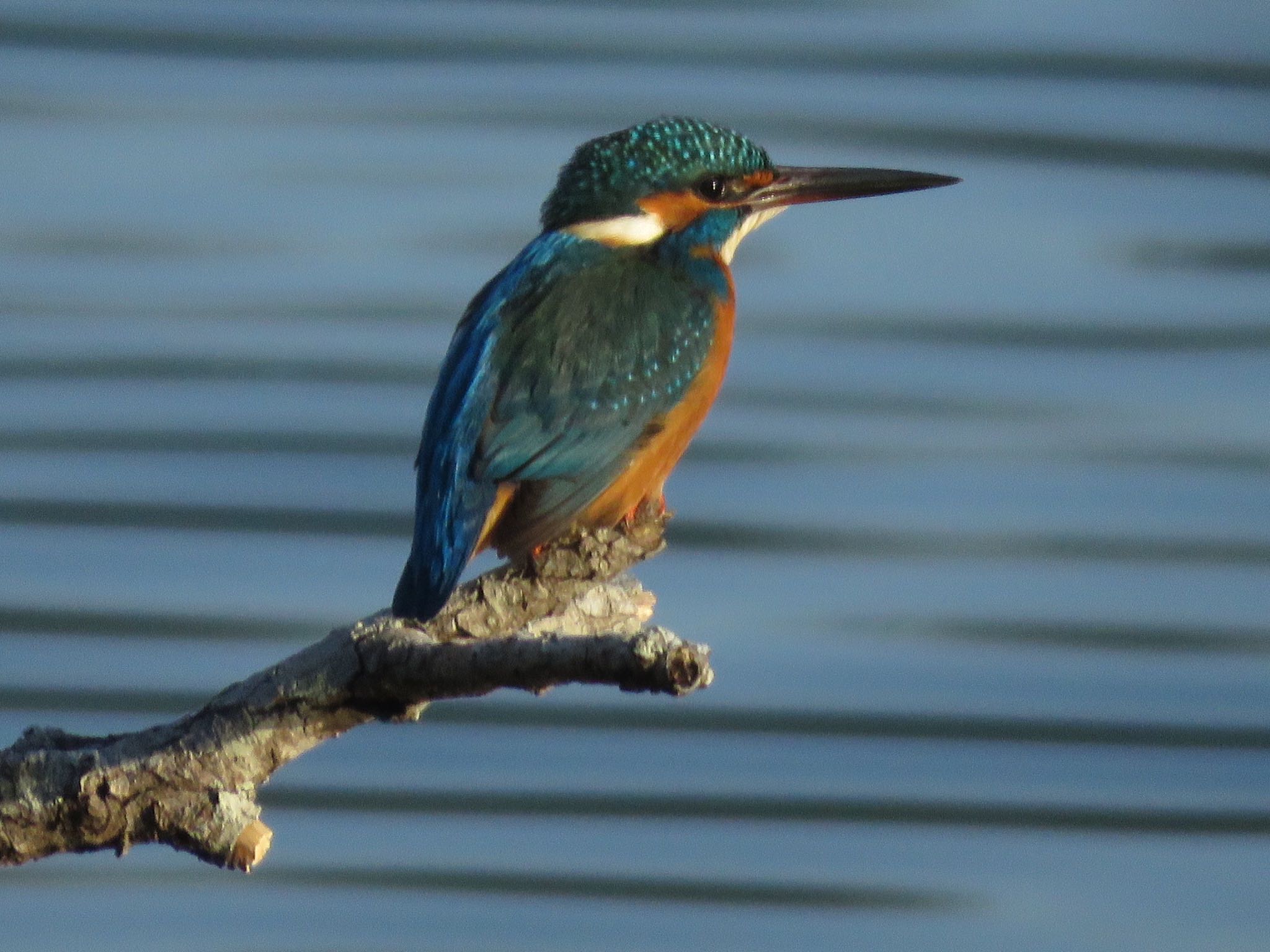 Common Kingfisher