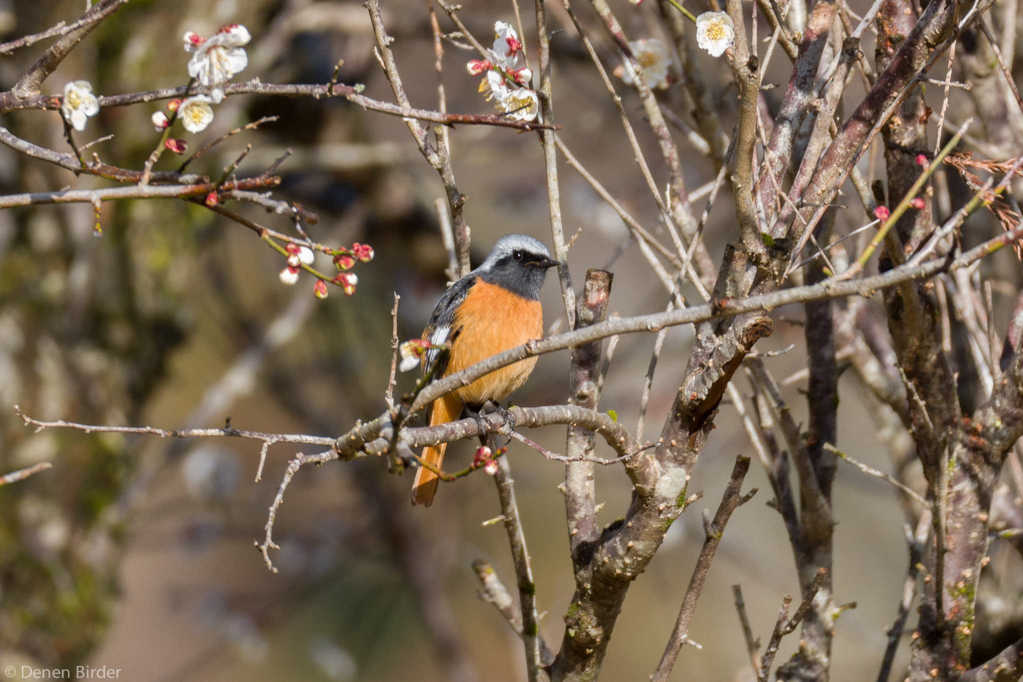 醍醐林道(上恩方町) ジョウビタキの写真 by 田園Birder