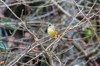 Masked Bunting 醍醐林道(上恩方町) Sat, 2/24/2024