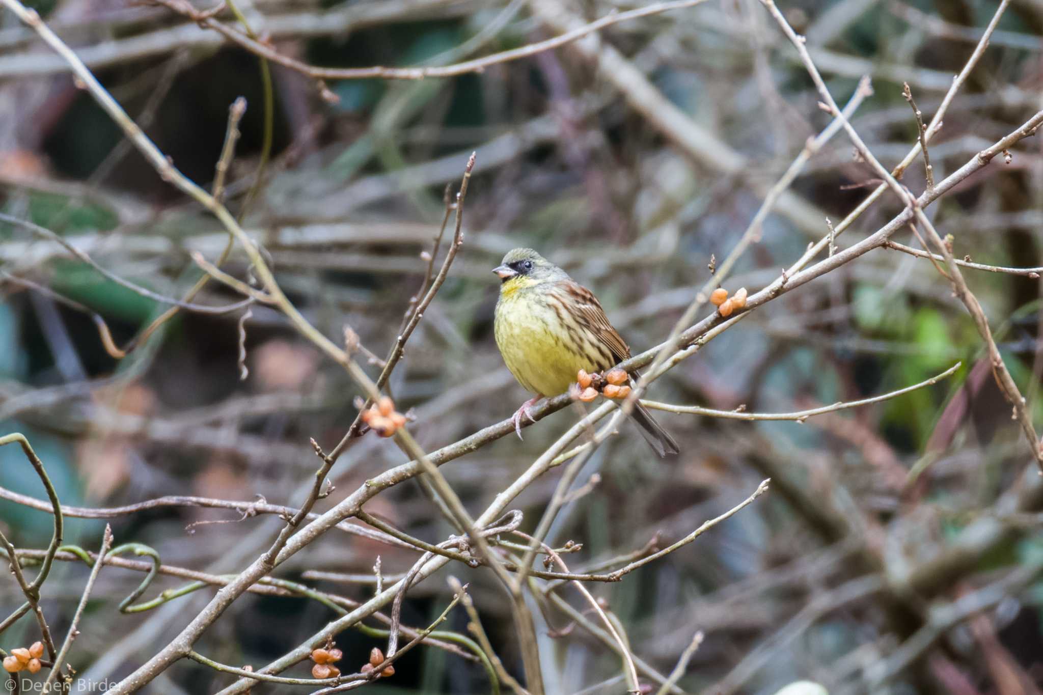 Photo of Masked Bunting at 醍醐林道(上恩方町) by 田園Birder