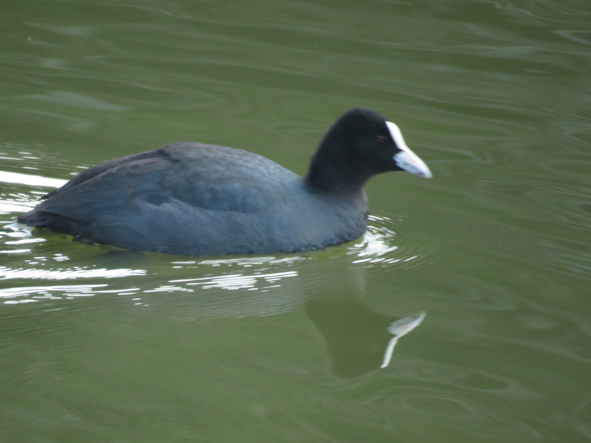 Eurasian Coot