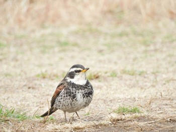 ツグミ 三ツ池公園(横浜市鶴見区) 2024年2月24日(土)