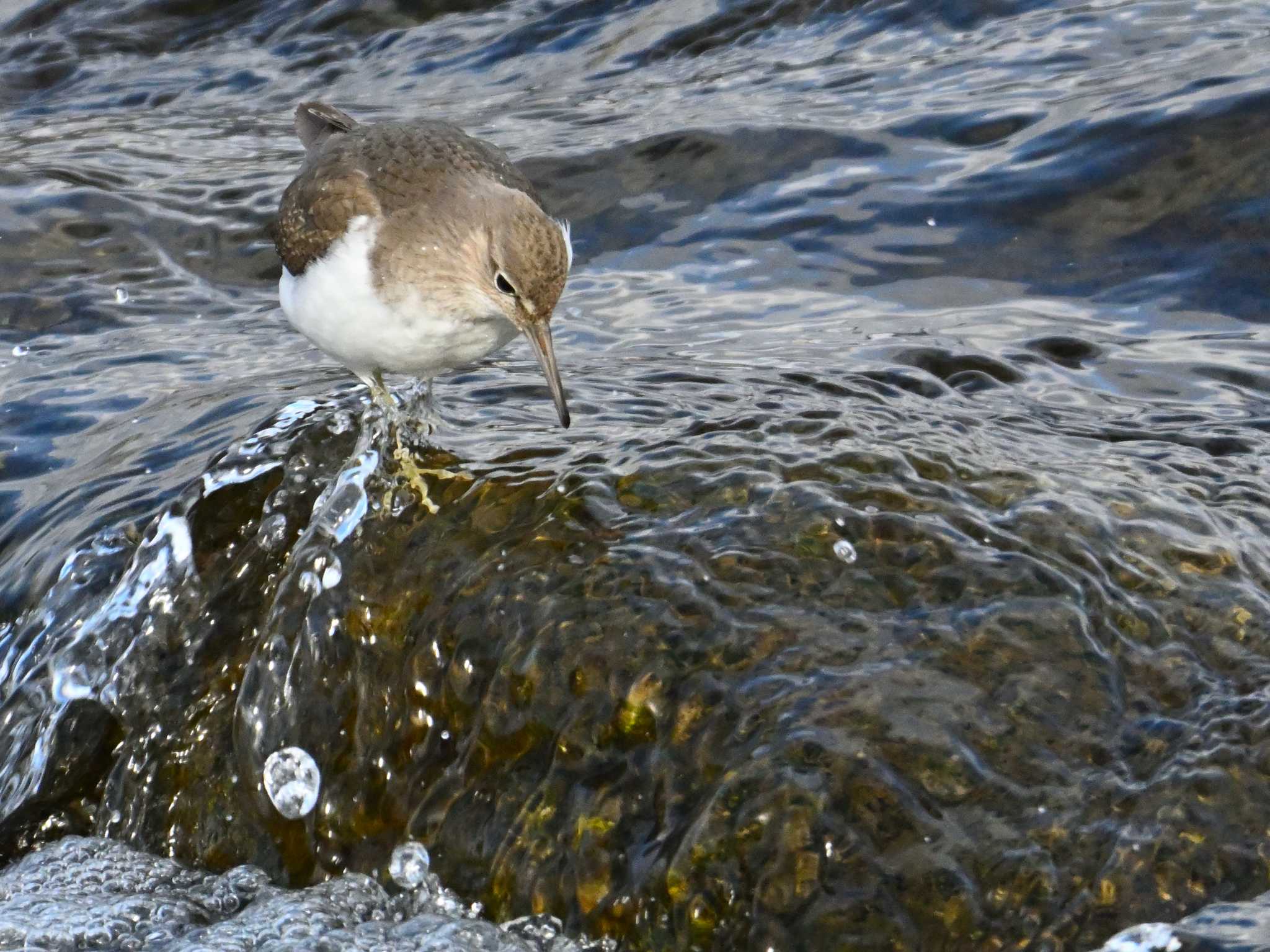 Common Sandpiper