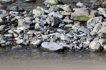 Long-billed Plover 鴨川 Sat, 2/24/2024