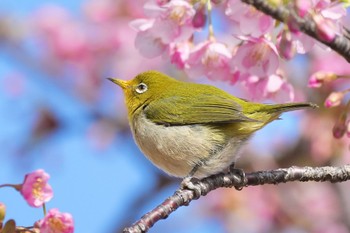 Warbling White-eye 旧中川水辺公園 Sat, 2/24/2024