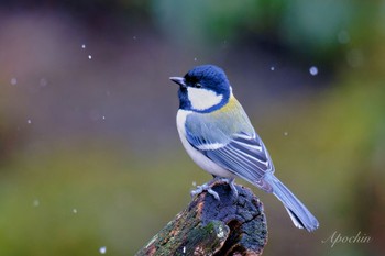 シジュウカラ 西湖野鳥の森公園 2024年2月23日(金)