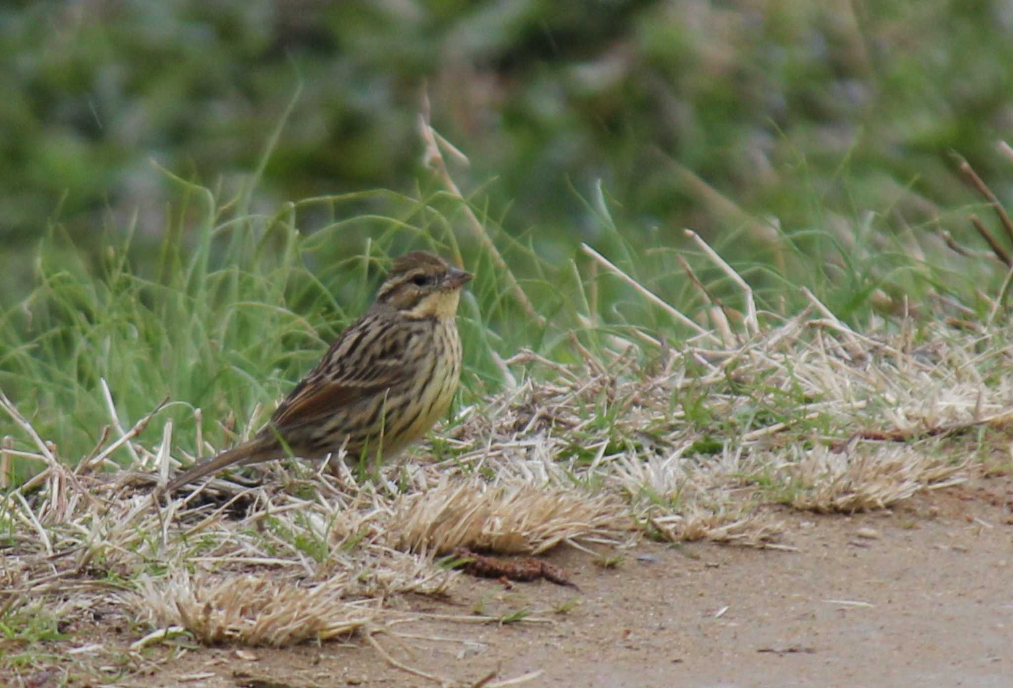 Photo of Masked Bunting at Mizumoto Park by もねこま