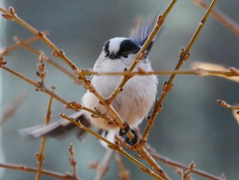 Long-tailed Tit 東京都 Tue, 2/13/2024