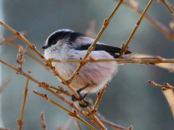 Long-tailed Tit 東京都 Tue, 2/13/2024