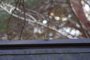 Olive-backed Pipit 豊里ゆかりの森(茨城県つくば市) Sat, 2/24/2024