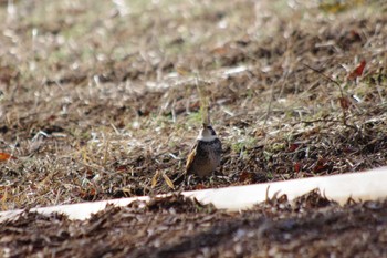 2024年2月24日(土) 豊里ゆかりの森(茨城県つくば市)の野鳥観察記録