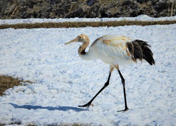 タンチョウ 釧路空港周辺 2024年2月24日(土)