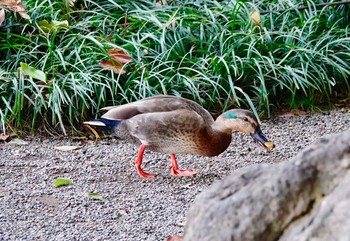 マルガモ 清澄庭園(清澄公園) 2018年11月27日(火)