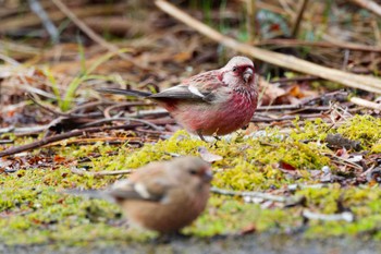 Siberian Long-tailed Rosefinch Hayatogawa Forest Road Sat, 2/24/2024