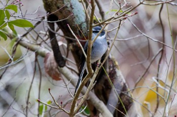 リュウキュウサンショウクイ 早戸川林道 2024年2月24日(土)