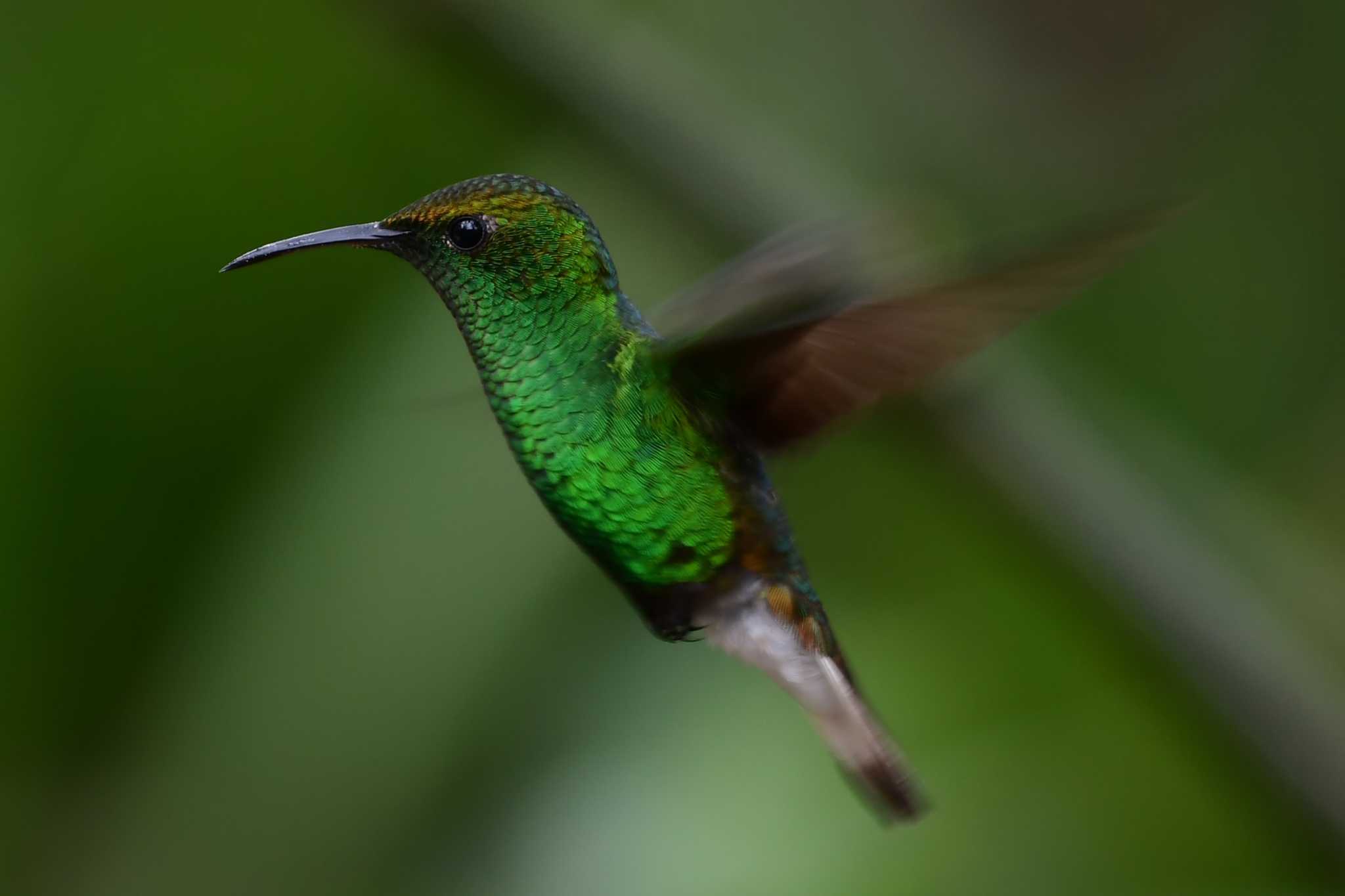 Photo of Coppery-headed Emerald at コスタリカ by でみこ