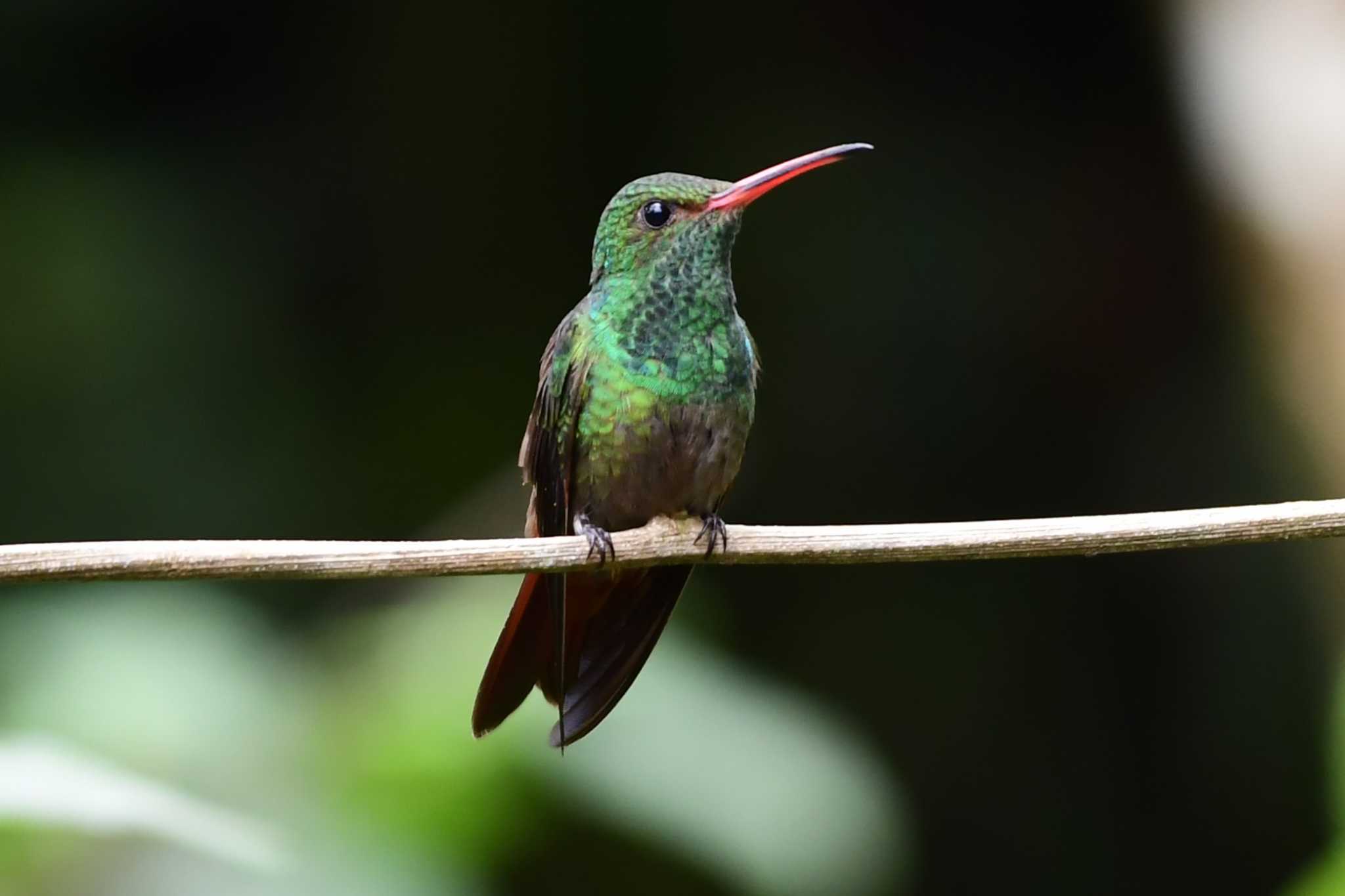 Rufous-tailed Hummingbird