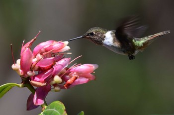 Volcano Hummingbird コスタリカ Mon, 2/12/2024