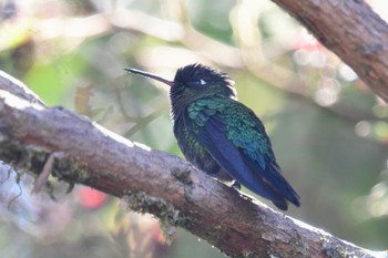 Fiery-throated Hummingbird