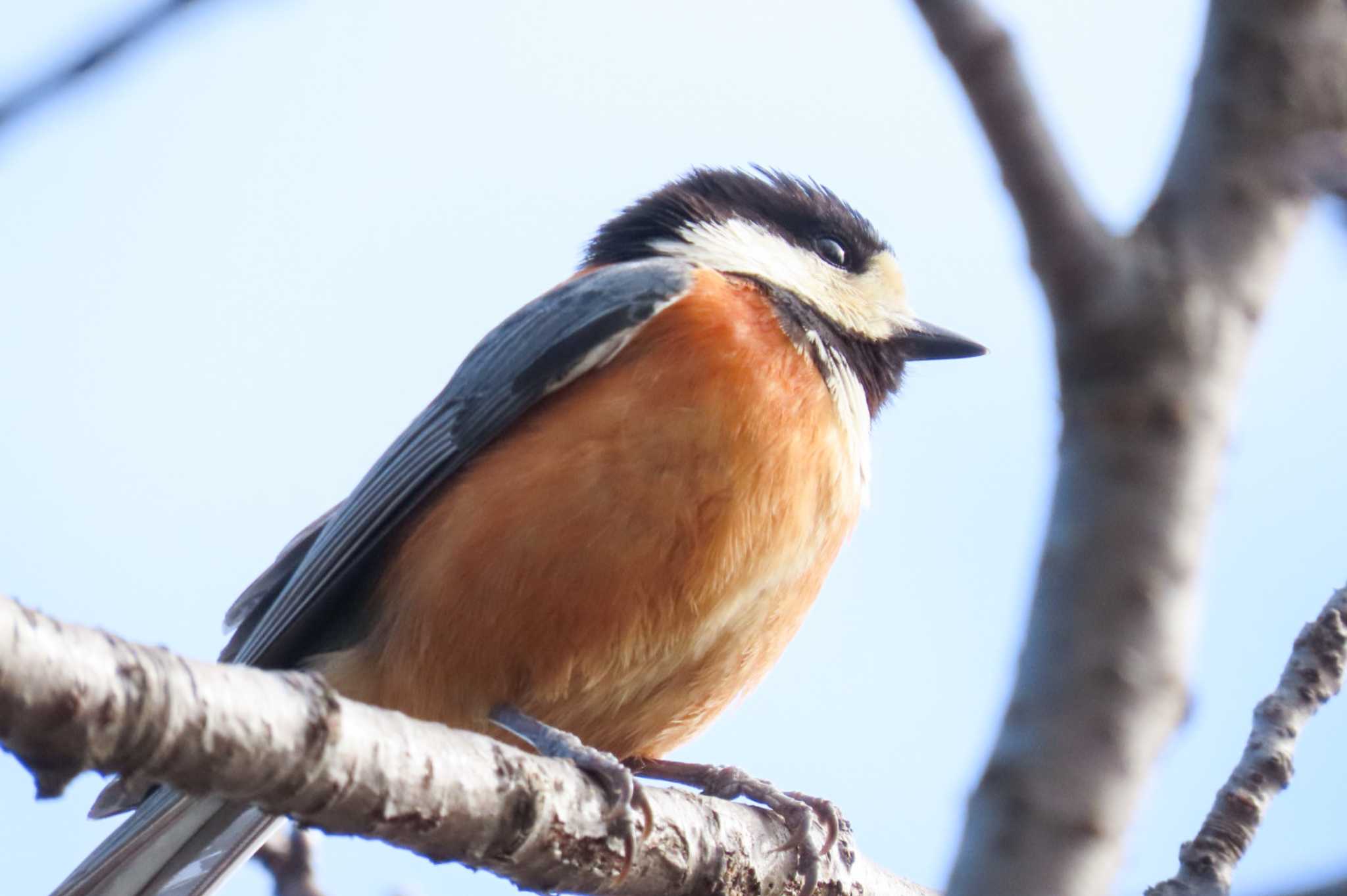 Photo of Varied Tit at 和歌山城公園 by 姉なめこ