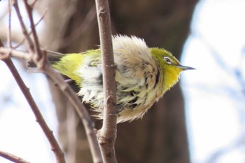 Warbling White-eye 和歌山城公園 Sat, 2/17/2024