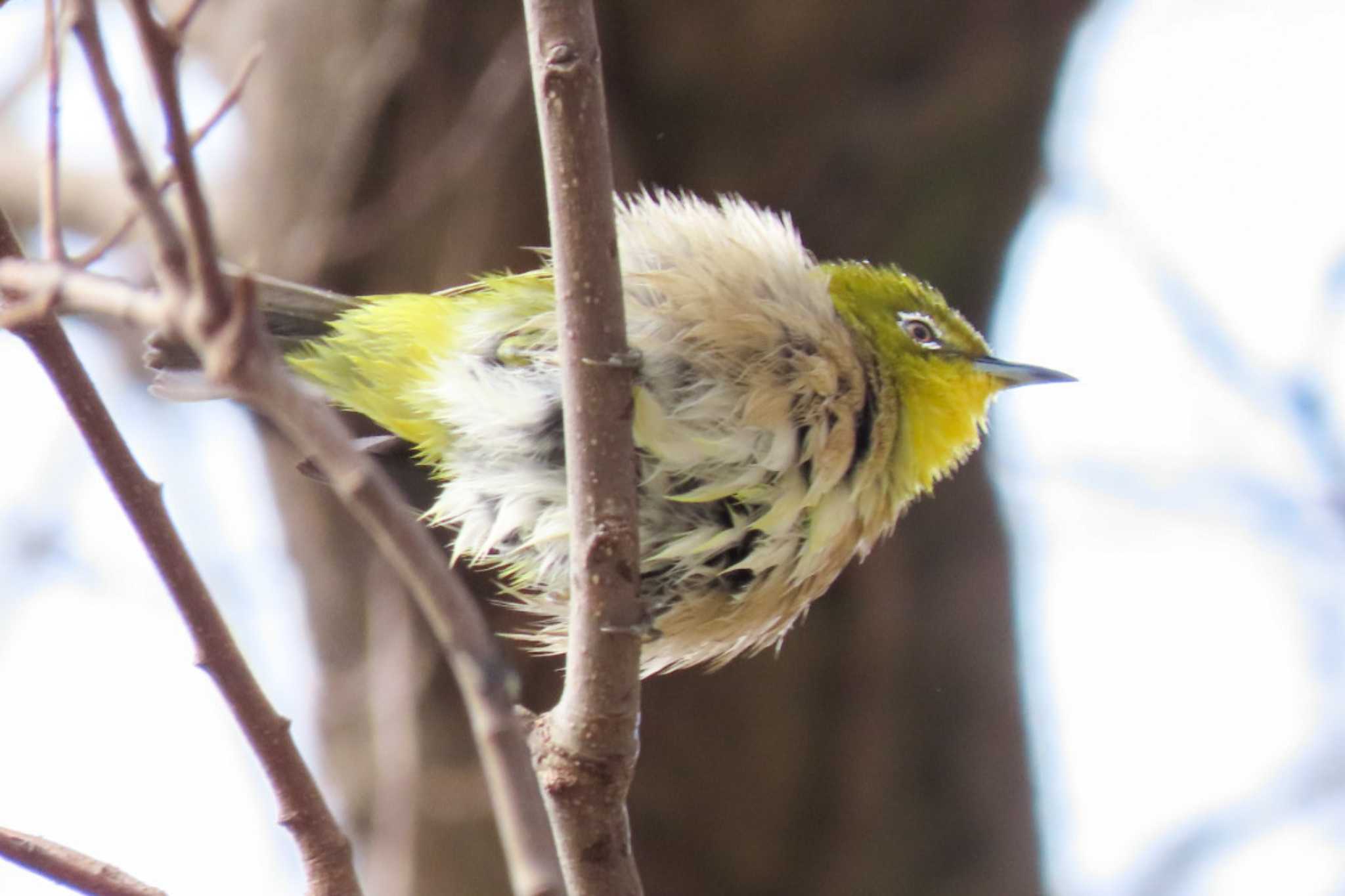 Photo of Warbling White-eye at 和歌山城公園 by 姉なめこ