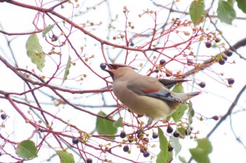 Japanese Waxwing 和歌山城公園 Sat, 2/17/2024