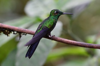 Green-crowned Brilliant コスタリカ Sat, 2/10/2024