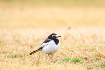 セグロセキレイ 希望が丘文化公園 2024年2月23日(金)