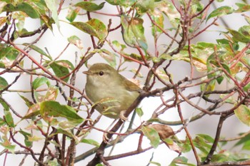 Japanese Bush Warbler 和歌山城公園 Sat, 2/17/2024