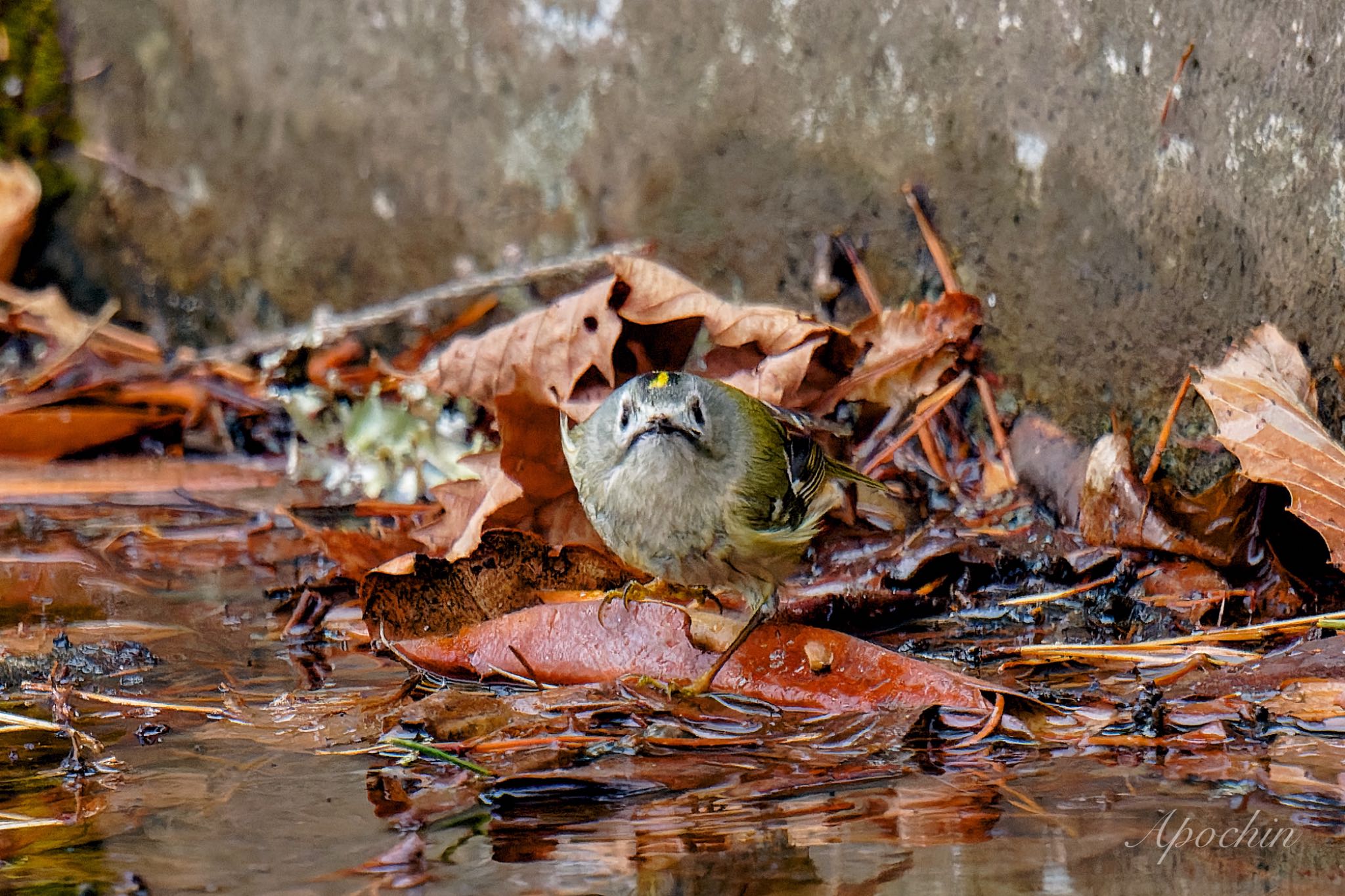 Photo of Goldcrest at 創造の森(山梨県) by アポちん
