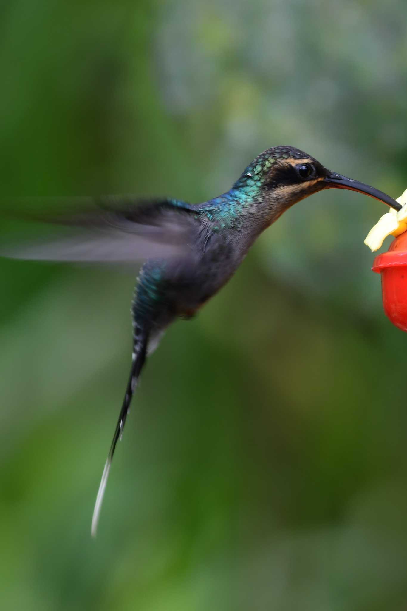 Green Hermit