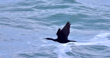 Pelagic Cormorant 御前崎海岸 Sat, 2/24/2024