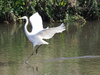 Great Egret 平塚田んぼ Sat, 2/24/2024