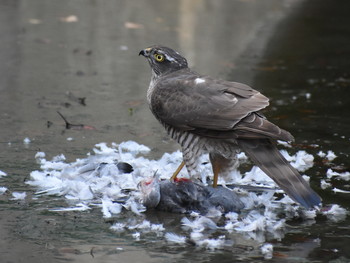 Eurasian Sparrowhawk