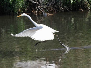 Great Egret 平塚田んぼ Sat, 2/24/2024