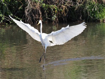 Great Egret 平塚田んぼ Sat, 2/24/2024