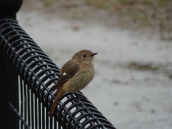 Daurian Redstart Koyaike Park Sun, 2/25/2024