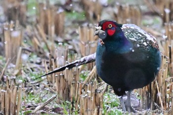 Green Pheasant Unknown Spots Sun, 2/25/2024