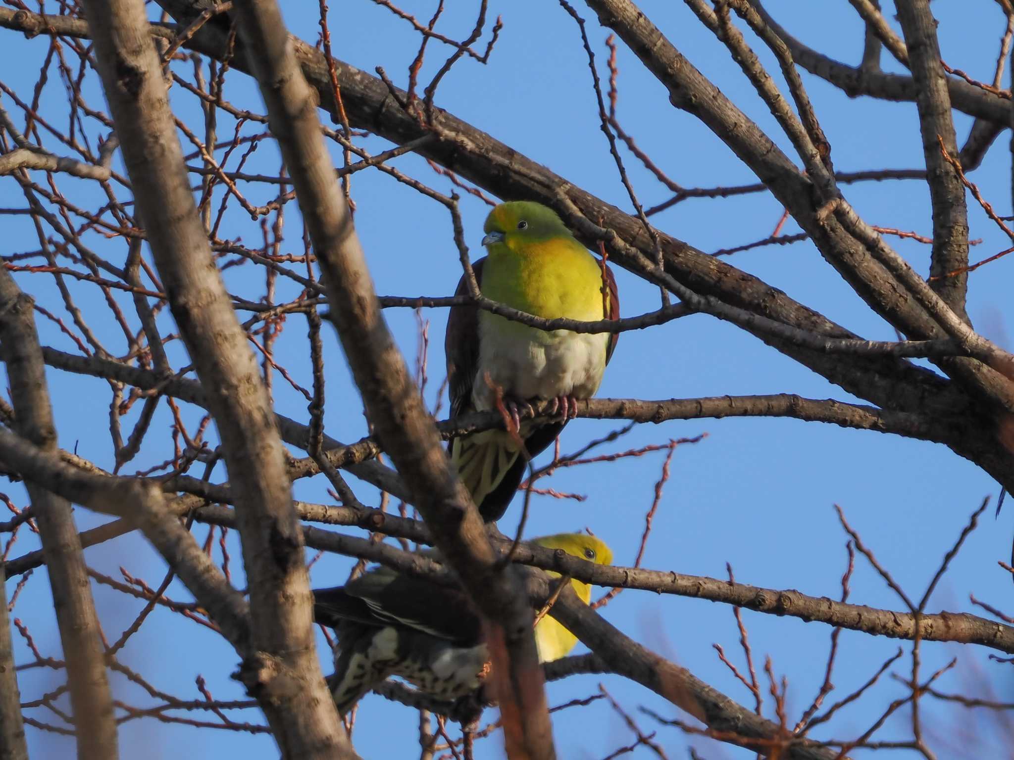 Photo of White-bellied Green Pigeon at 平城宮跡 by Tetsuya