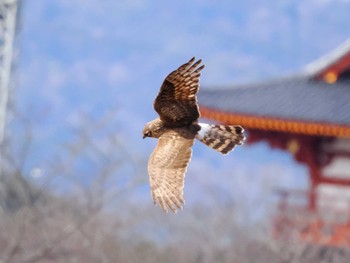 ハイイロチュウヒ 平城宮跡 2024年2月24日(土)