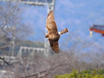 ハイイロチュウヒ 平城宮跡 2024年2月24日(土)