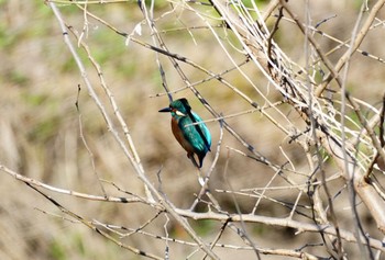 カワセミ 大堀川水辺公園 2024年2月24日(土)