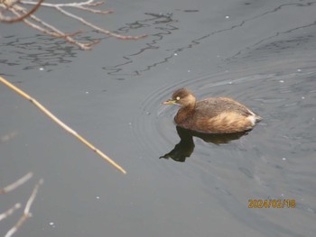 Little Grebe 境川 Sun, 2/18/2024