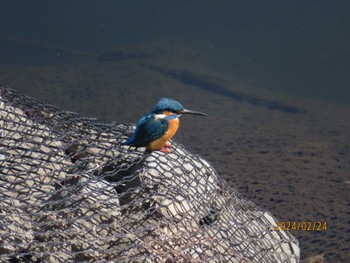 Common Kingfisher 境川 Sat, 2/24/2024