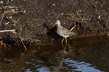 Long-billed Dowitcher Unknown Spots Sat, 2/24/2024