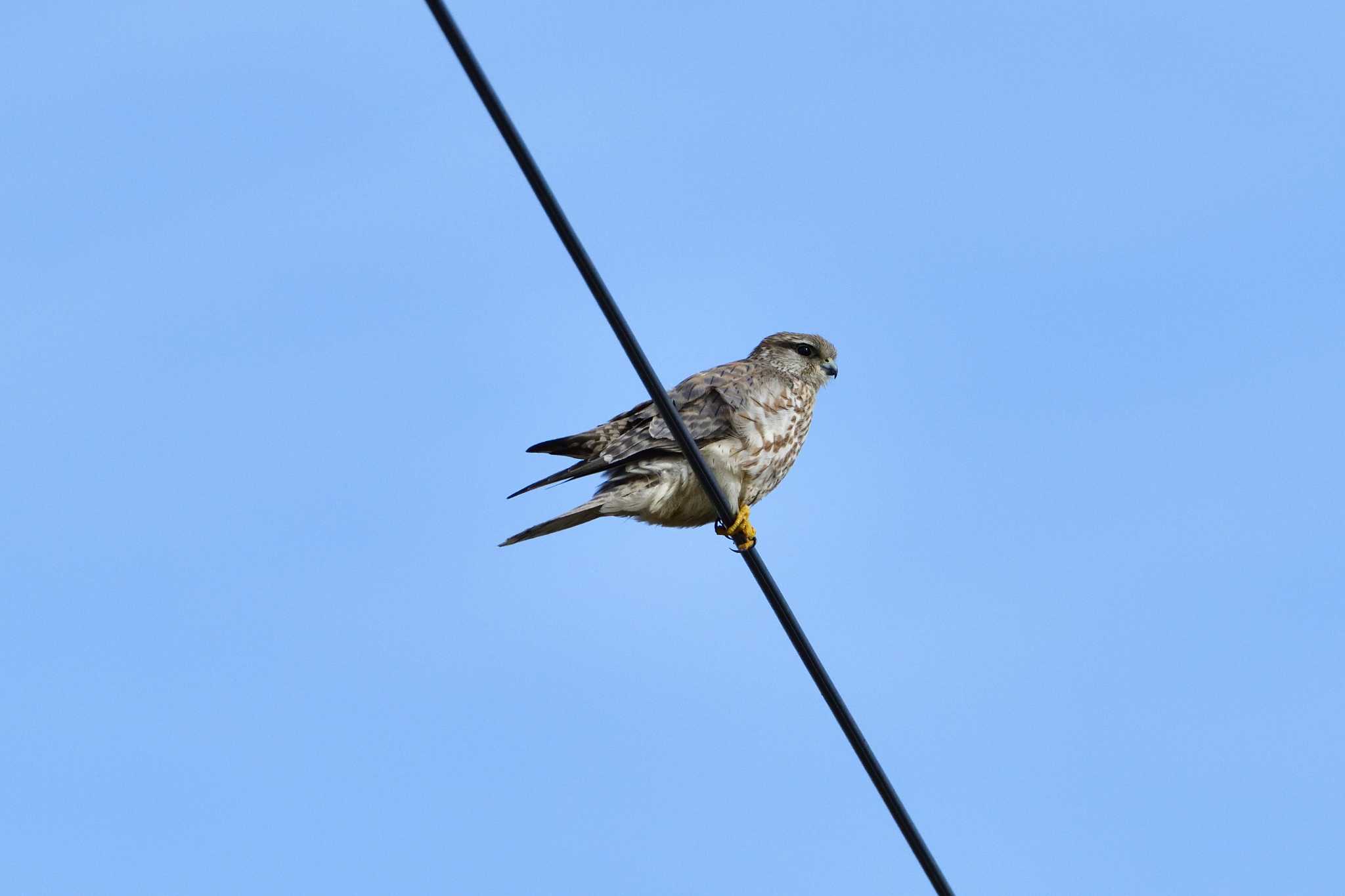 Photo of Merlin at  by ゆう