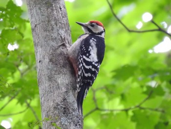 2023年7月2日(日) 道南四季の杜公園の野鳥観察記録