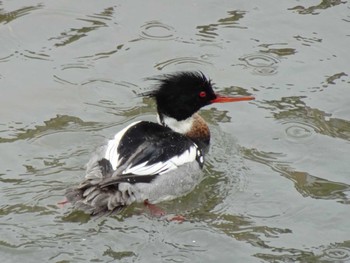 Red-breasted Merganser 天神川 Sun, 2/25/2024